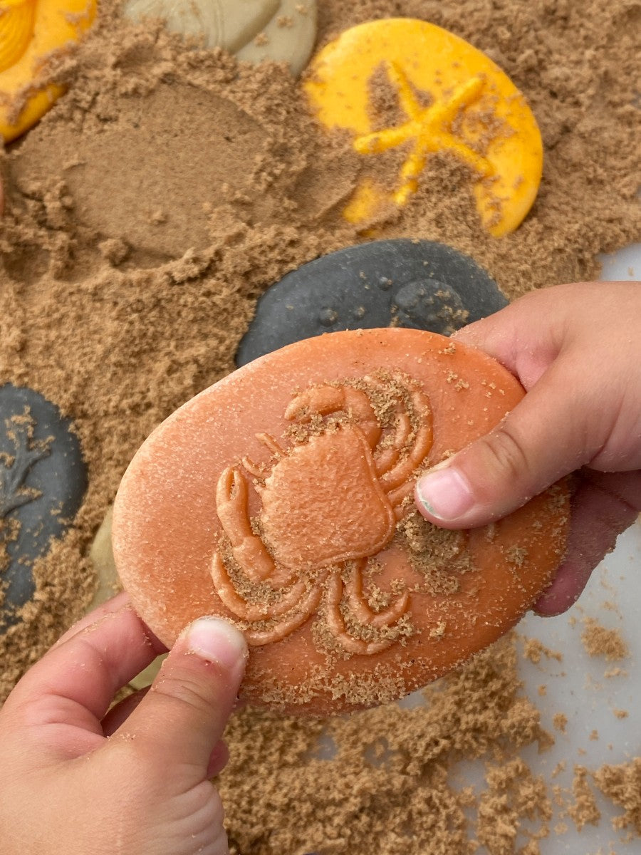 Seashore nautilus shell